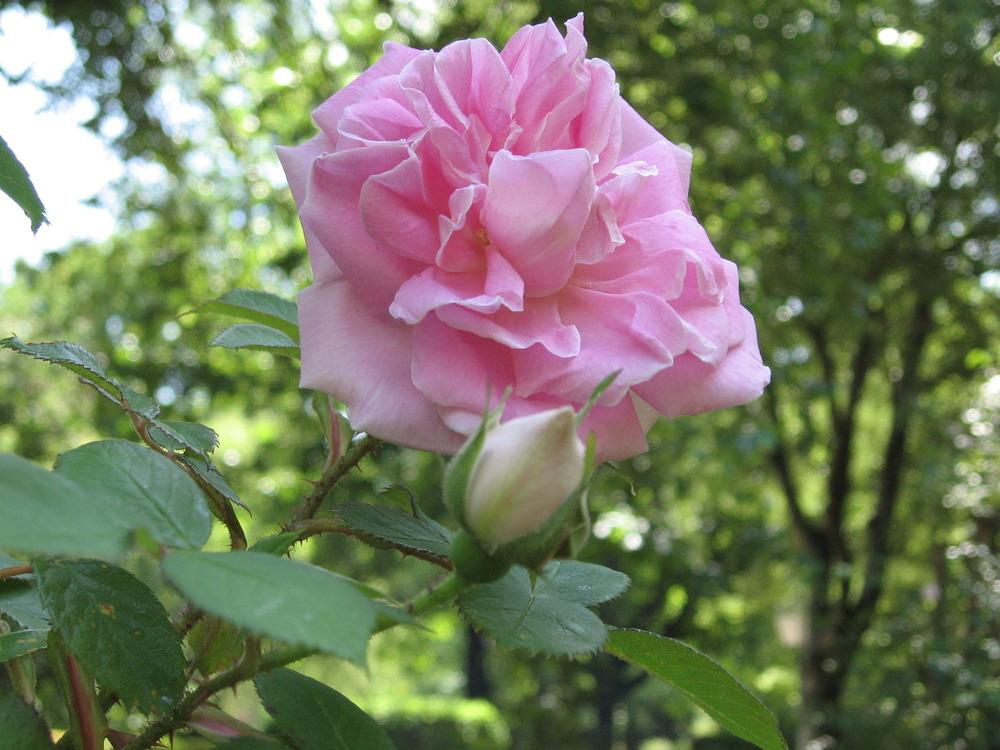 Photo of Rose (Rosa 'Conrad Ferdinand Meyer') uploaded by admin