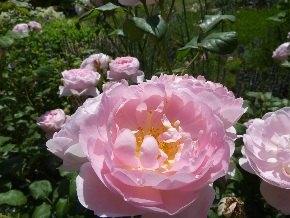 Photo of Rose (Rosa 'Scepter'd Isle') uploaded by admin