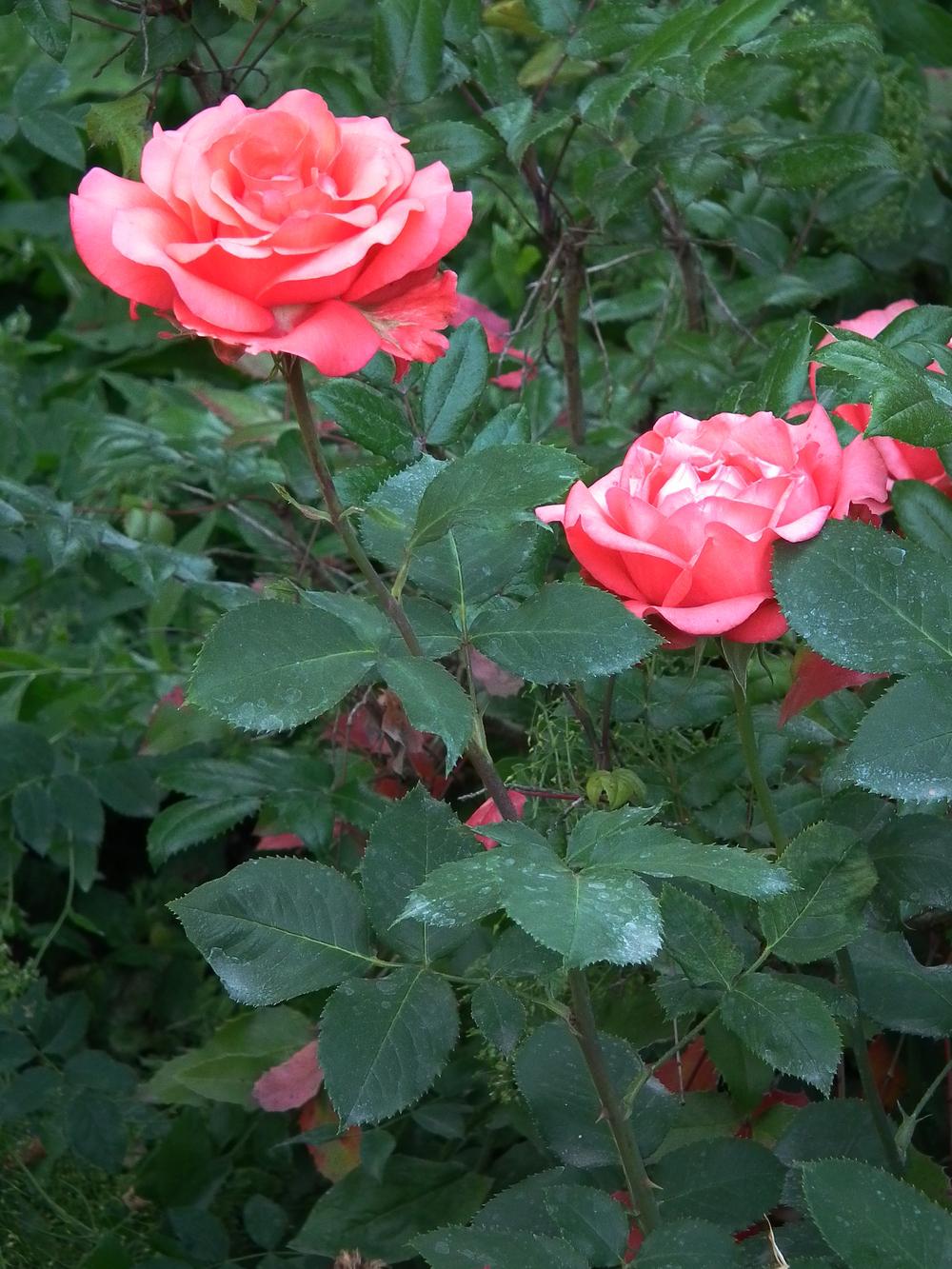 Photo of Rose (Rosa 'Tournament of Roses') uploaded by admin