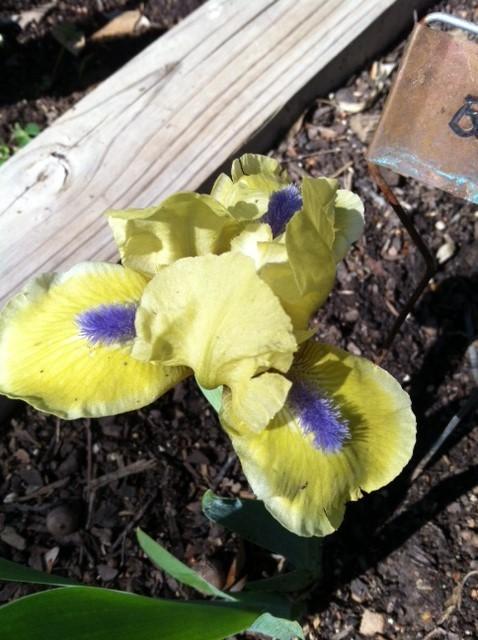 Photo of Standard Dwarf Bearded Iris (Iris 'Little Blue-Eyes') uploaded by grannysgarden