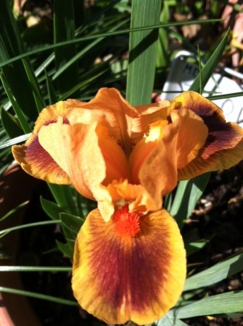 Photo of Miniature Dwarf Bearded Iris (Iris 'Icon') uploaded by grannysgarden