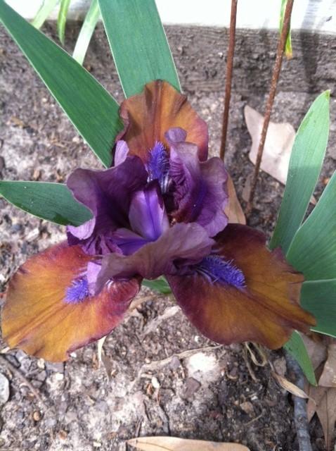 Photo of Standard Dwarf Bearded Iris (Iris 'Gizmo the Gremlin') uploaded by grannysgarden