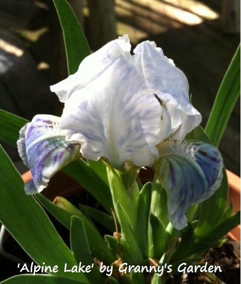 Photo of Miniature Dwarf Bearded Iris (Iris 'Alpine Lake') uploaded by grannysgarden