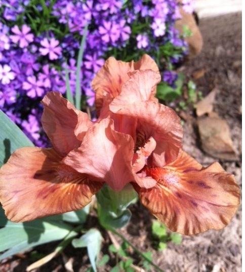 Photo of Standard Dwarf Bearded Iris (Iris 'Enchanted Mocha') uploaded by grannysgarden