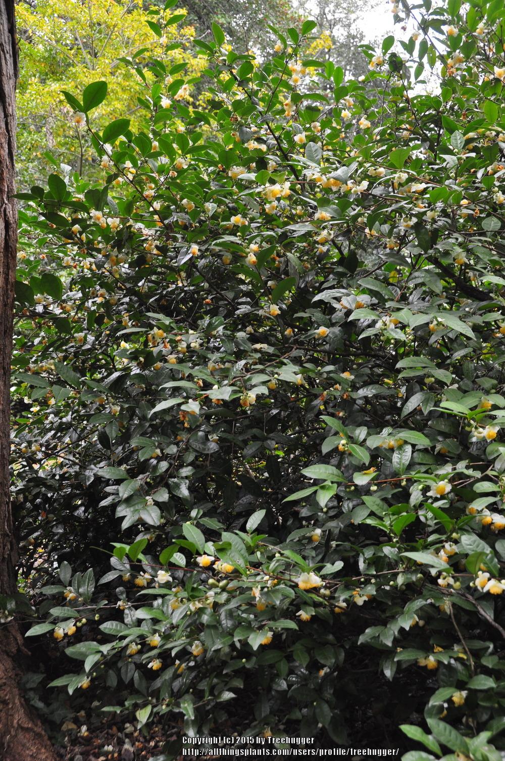 Photo of Tea Plant (Camellia sinensis) uploaded by treehugger