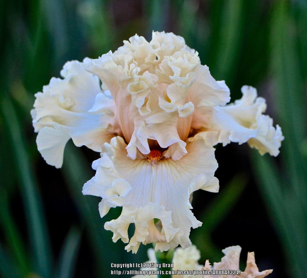 Photo of Tall Bearded Iris (Iris 'Shattered Glass') uploaded by ARUBA1334