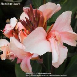 Location: Tenterfield NSW Australia
Date: 2015-01-30
Flamingo Dawn Bloom 30/01/15