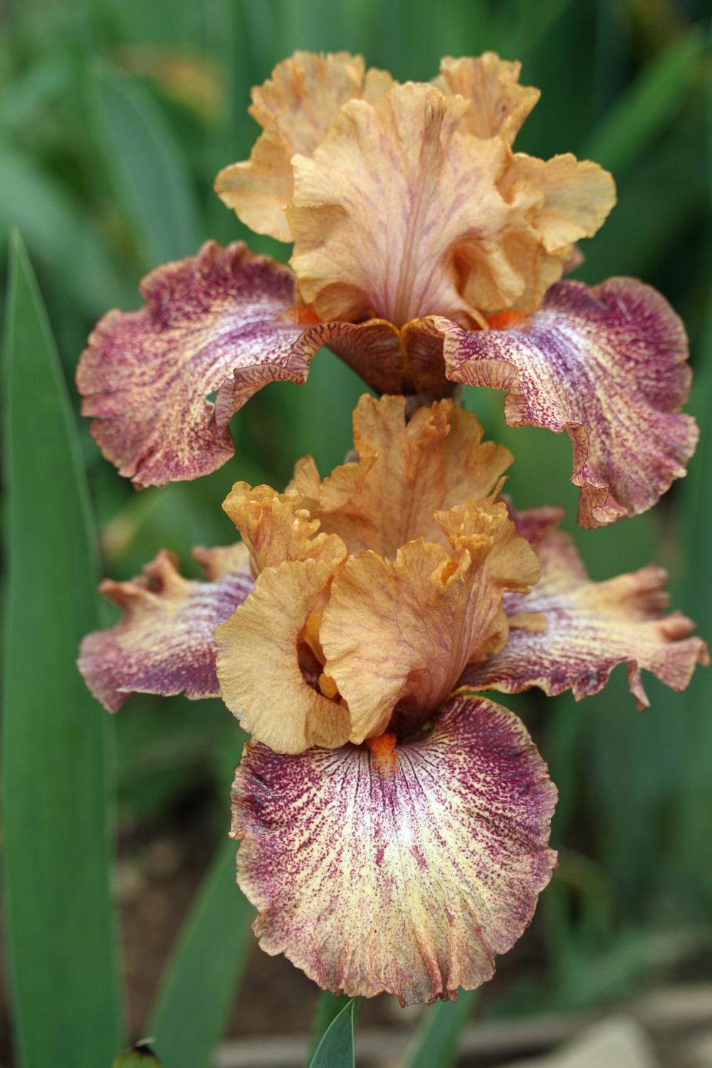 Photo of Tall Bearded Iris (Iris 'Sneezy') uploaded by Snork