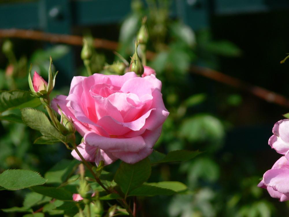 Photo of Rose (Rosa 'Carefree Beauty') uploaded by admin