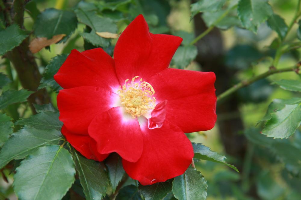 Photo of Shrub Rose (Rosa 'Dortmund') uploaded by admin