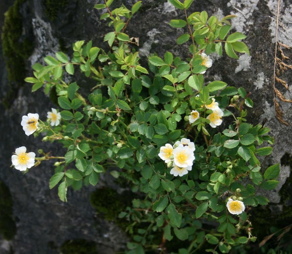 Photo of Multiflora Rose (Rosa multiflora) uploaded by admin