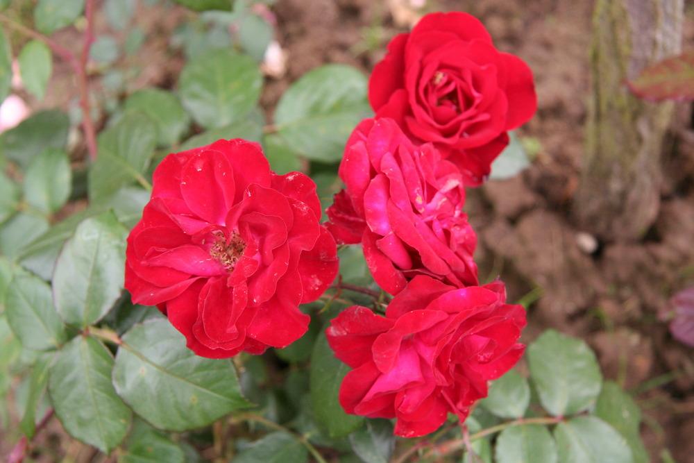 Photo of Rose (Rosa 'Europeana') uploaded by admin