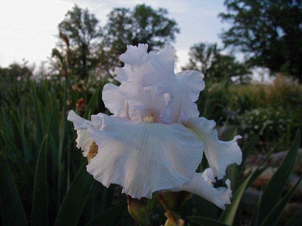 Photo of Tall Bearded Iris (Iris 'Snow Blanket') uploaded by needrain