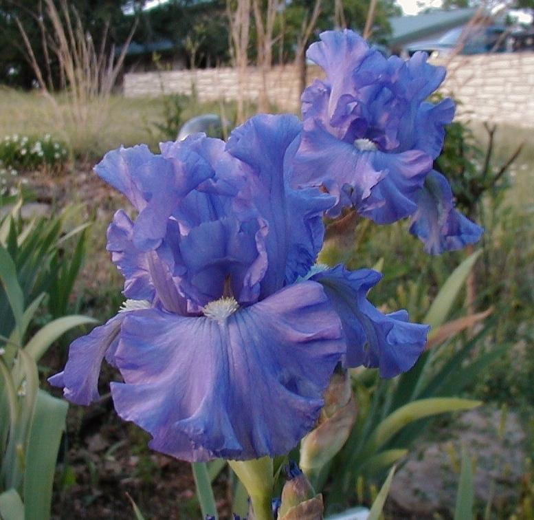 Photo of Tall Bearded Iris (Iris 'Sudden Impact') uploaded by needrain