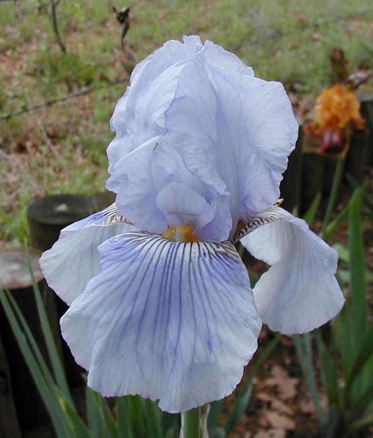 Photo of Tall Bearded Iris (Iris 'Striped Butterfly') uploaded by needrain