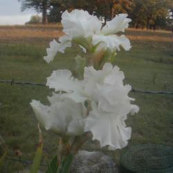 Location: north central Texas
Date: 2004-10-27
Fall bloom.  In the years I grew it, it only ever bloomed in the 