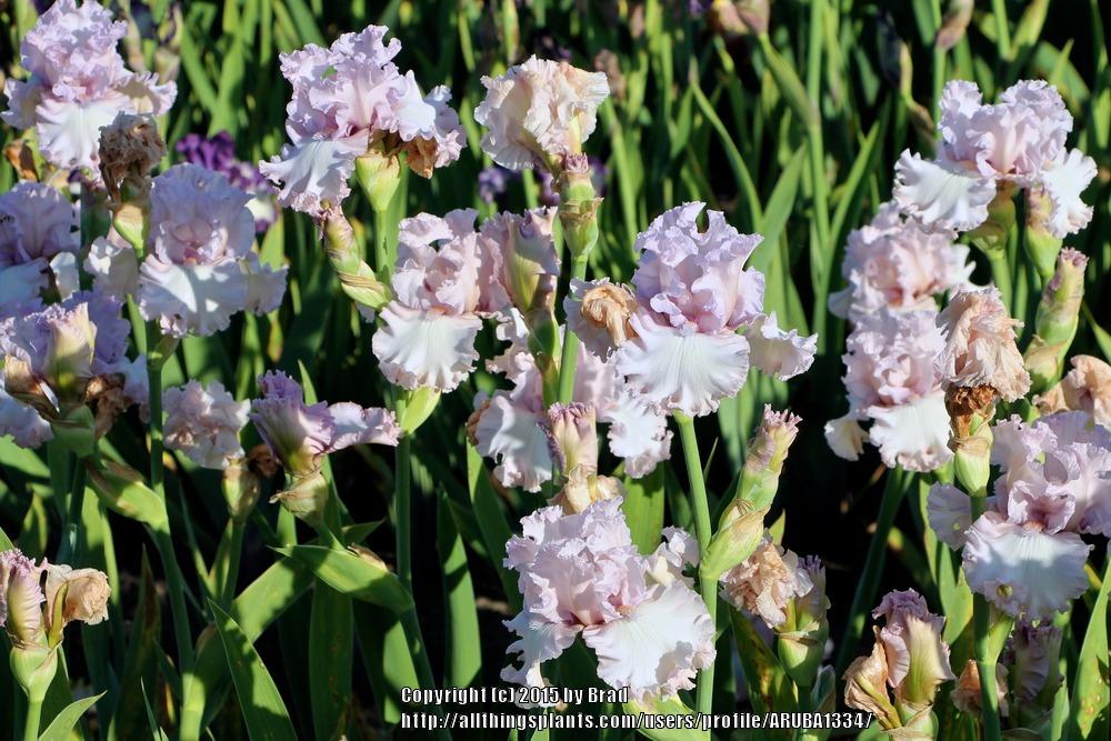 Photo of Tall Bearded Iris (Iris 'Poem of Love') uploaded by ARUBA1334