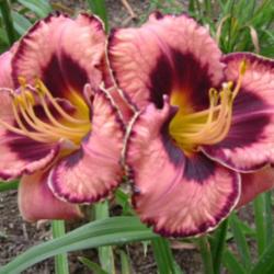 Location: Dreamy Daylilies - Chatham-Kent, Ontario   5b
Date: 2013-07-07