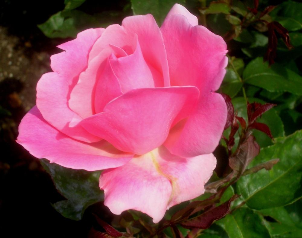 Photo of Rose (Rosa 'Queen Elizabeth') uploaded by admin