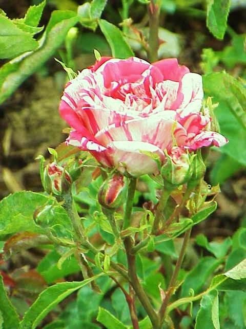 Photo of Rose (Rosa 'Papageno') uploaded by admin