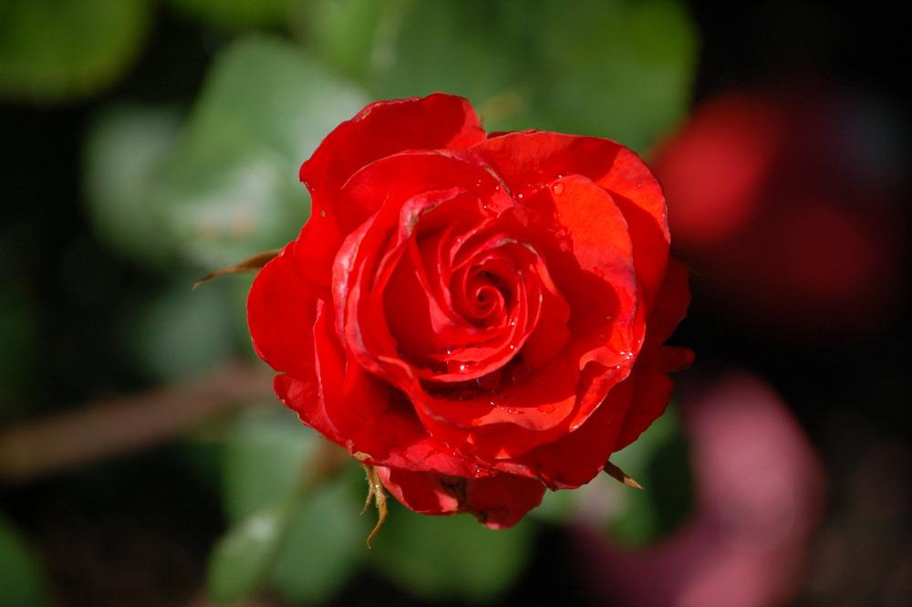 Photo of Rose (Rosa 'H.C. Andersen') uploaded by admin