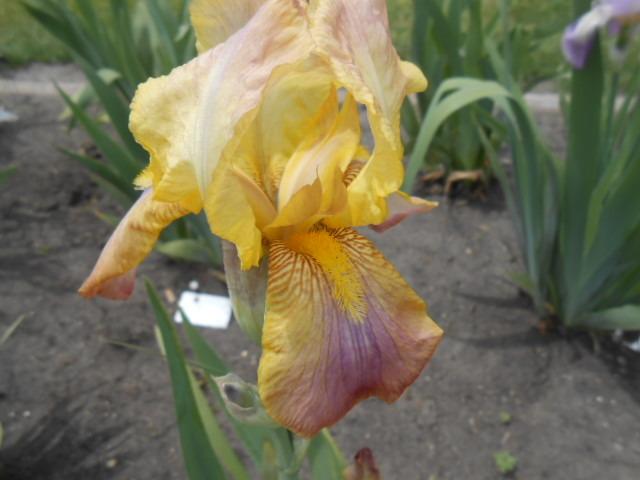 Photo of Tall Bearded Iris (Iris 'Talisman') uploaded by crowrita1