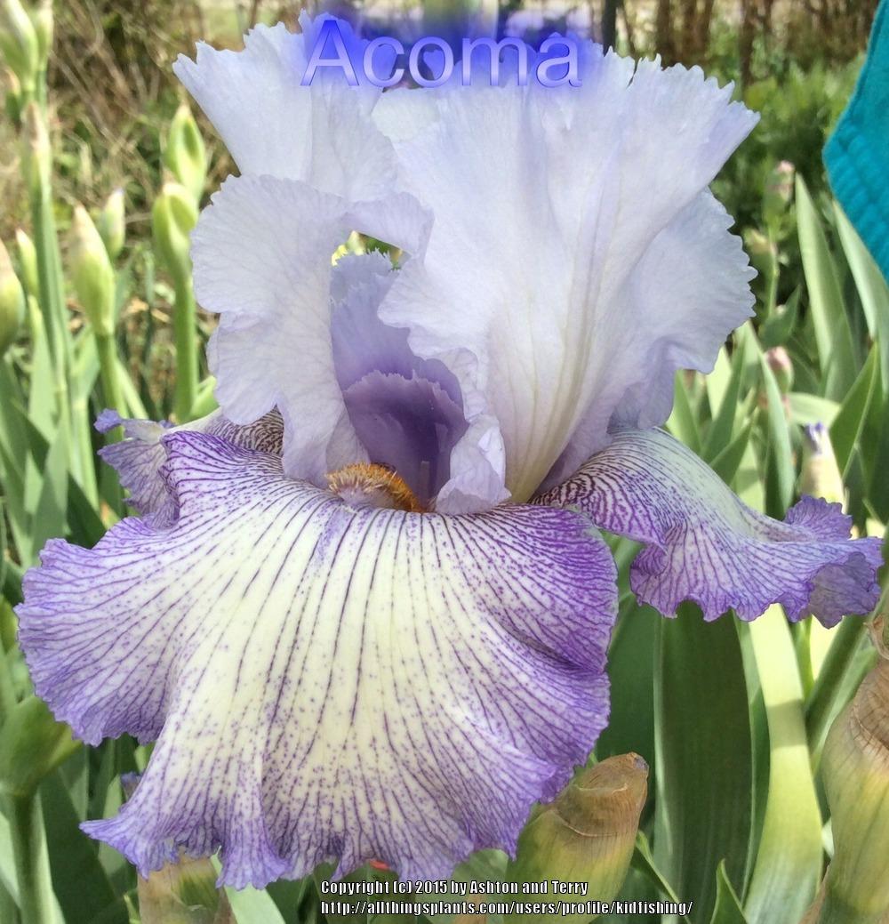 Photo of Tall Bearded Iris (Iris 'Acoma') uploaded by kidfishing