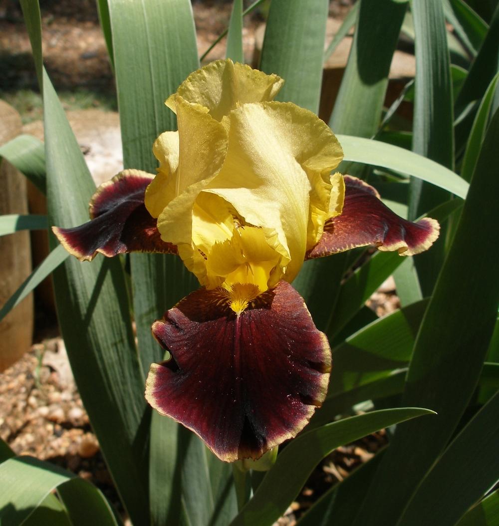 Photo of Tall Bearded Iris (Iris 'Torchlight Parade') uploaded by needrain