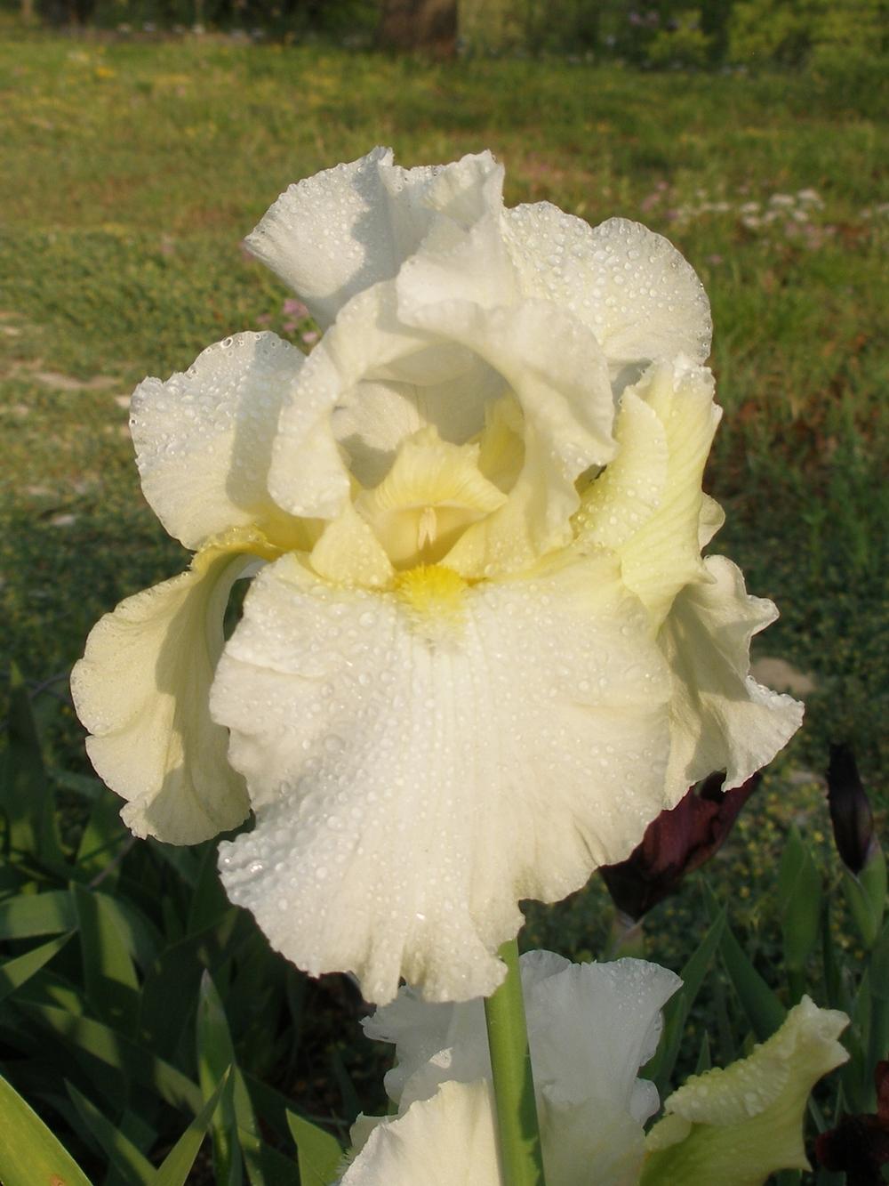 Photo of Tall Bearded Iris (Iris 'Thick and Creamy') uploaded by needrain