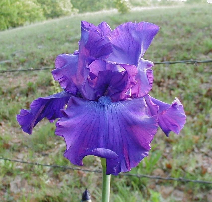 Photo of Tall Bearded Iris (Iris 'Titan's Glory') uploaded by needrain