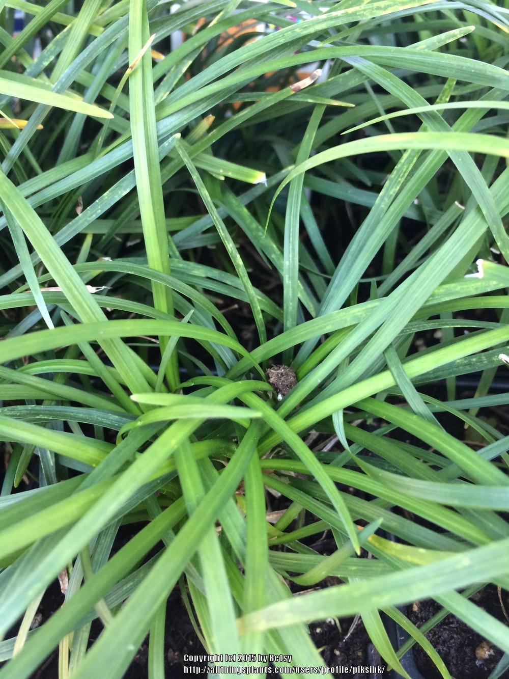 Photo of Mondo Grass (Ophiopogon japonicus) uploaded by piksihk