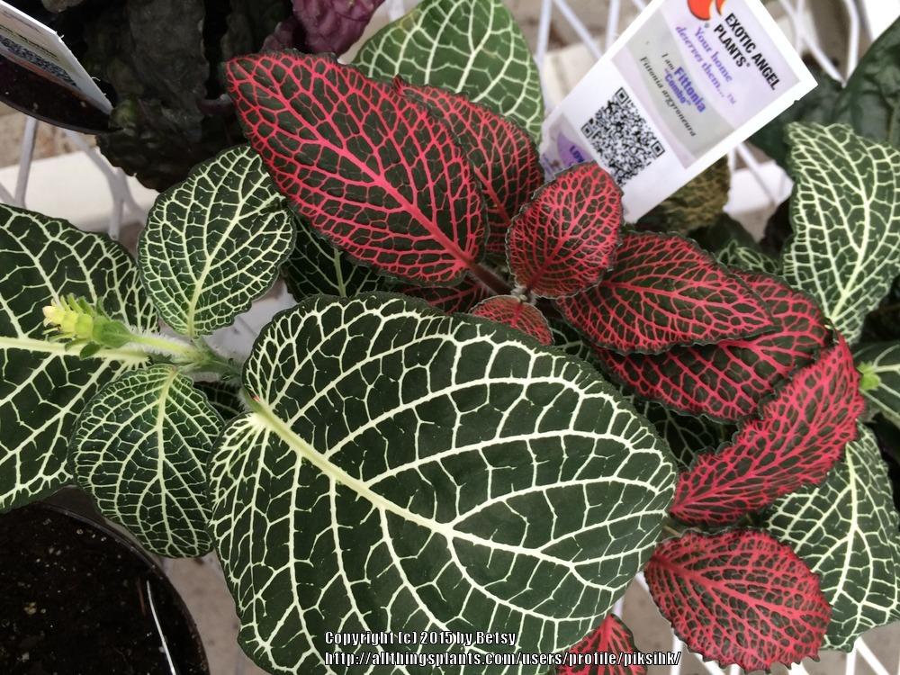 Photo of Nerve Plant (Fittonia albivenis) uploaded by piksihk
