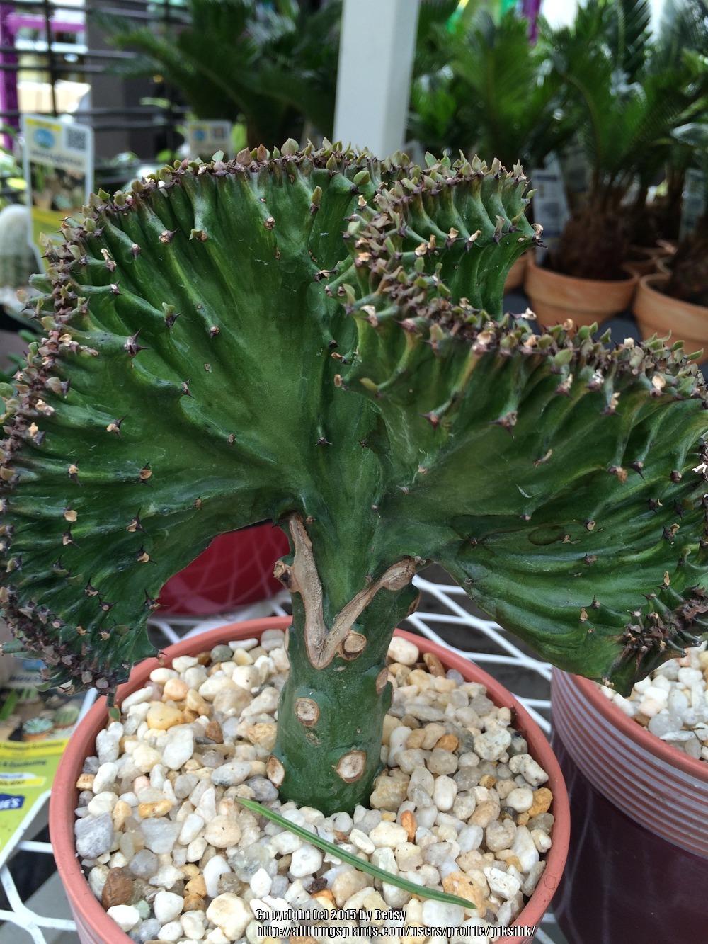Photo of Elkhorn (Euphorbia lactea 'Cristata') uploaded by piksihk
