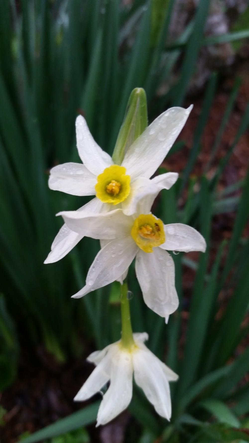 Photo of Daffodils (Narcissus) uploaded by value4dollars