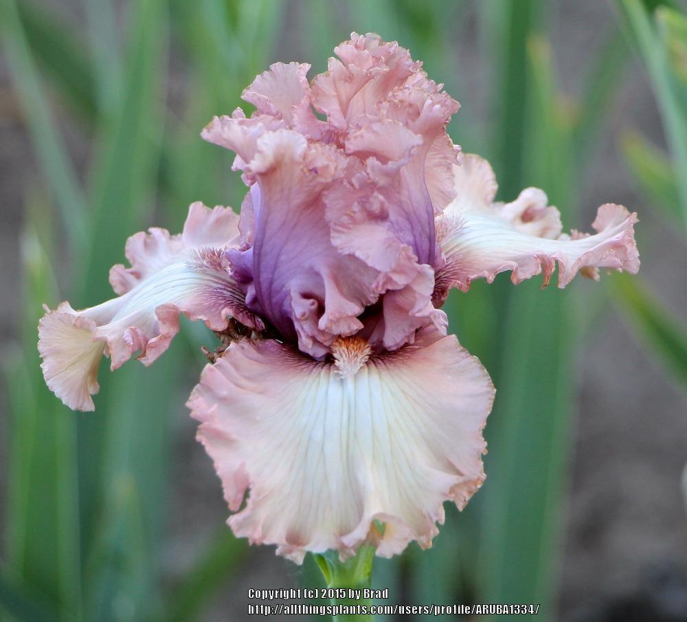 Photo of Tall Bearded Iris (Iris 'Catch My Breath') uploaded by ARUBA1334
