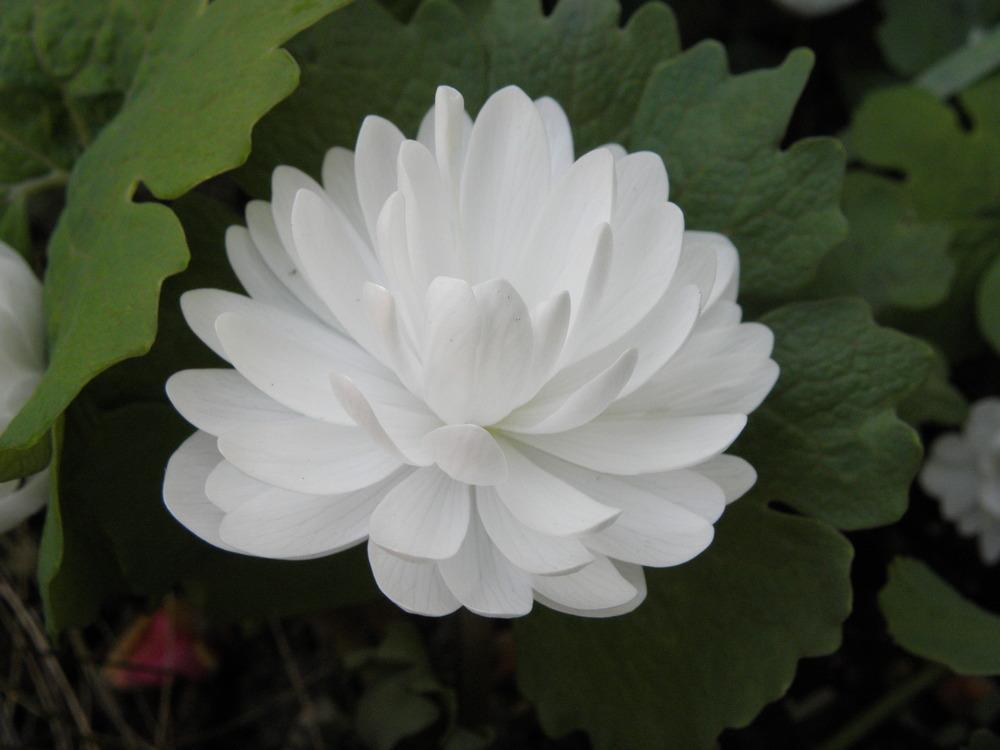 Photo of Bloodroot (Sanguinaria canadensis 'Multiplex') uploaded by Galanthophile