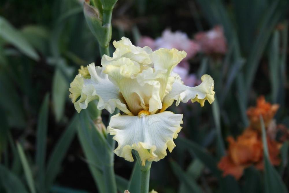 Photo of Tall Bearded Iris (Iris 'Wedding Kiss') uploaded by KentPfeiffer