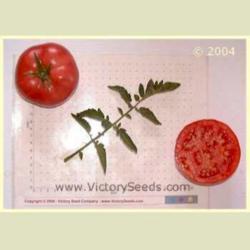 Location: Victory Seed Company - Liberal, OR
Date: 2004
Image used courtesy of the Victory Seed Company