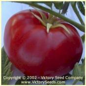 Image used courtesy of the Victory Seed Company