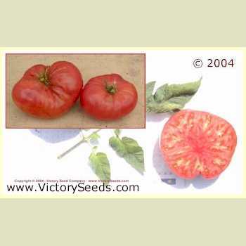 Photo of Tomato (Solanum lycopersicum 'Valena Pink') uploaded by MikeD