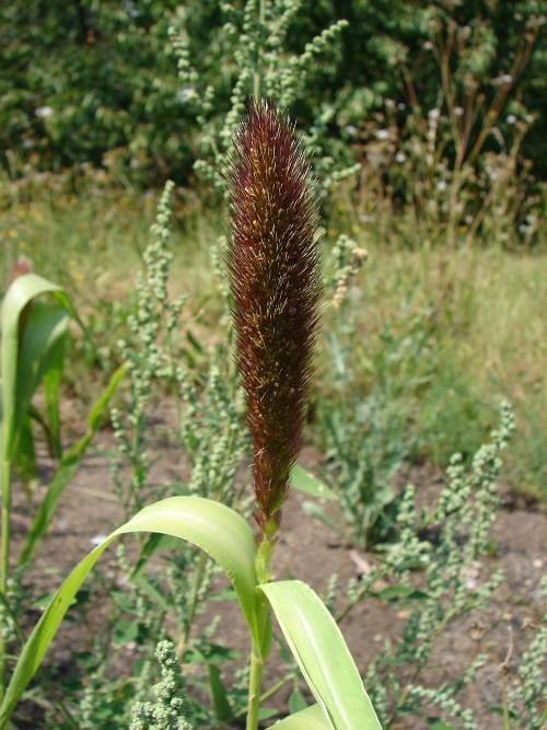 Photo of Foxtail Millet (Setaria italica) uploaded by admin