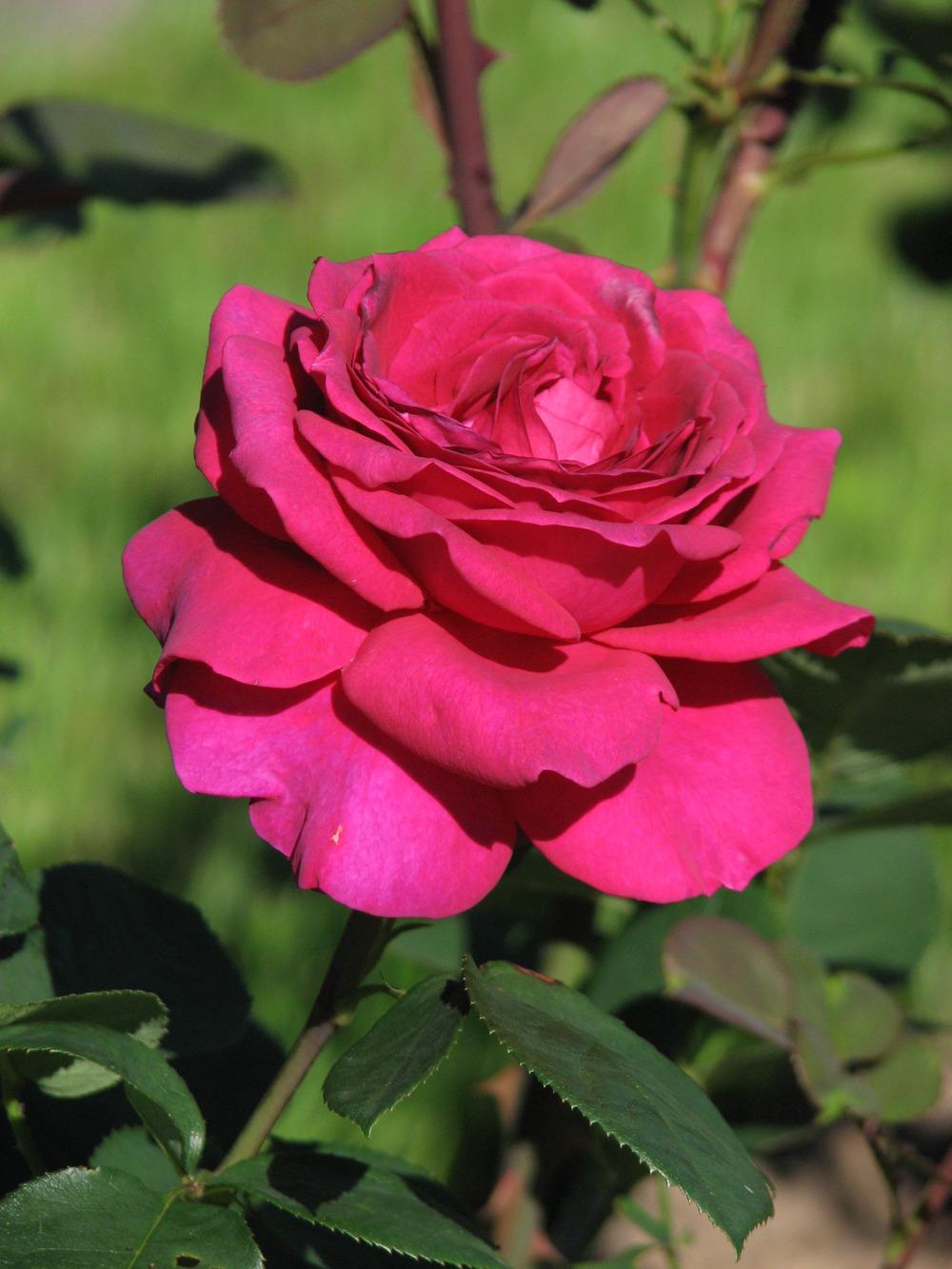 Photo of Rose (Rosa 'Stephens' Big Purple') uploaded by admin