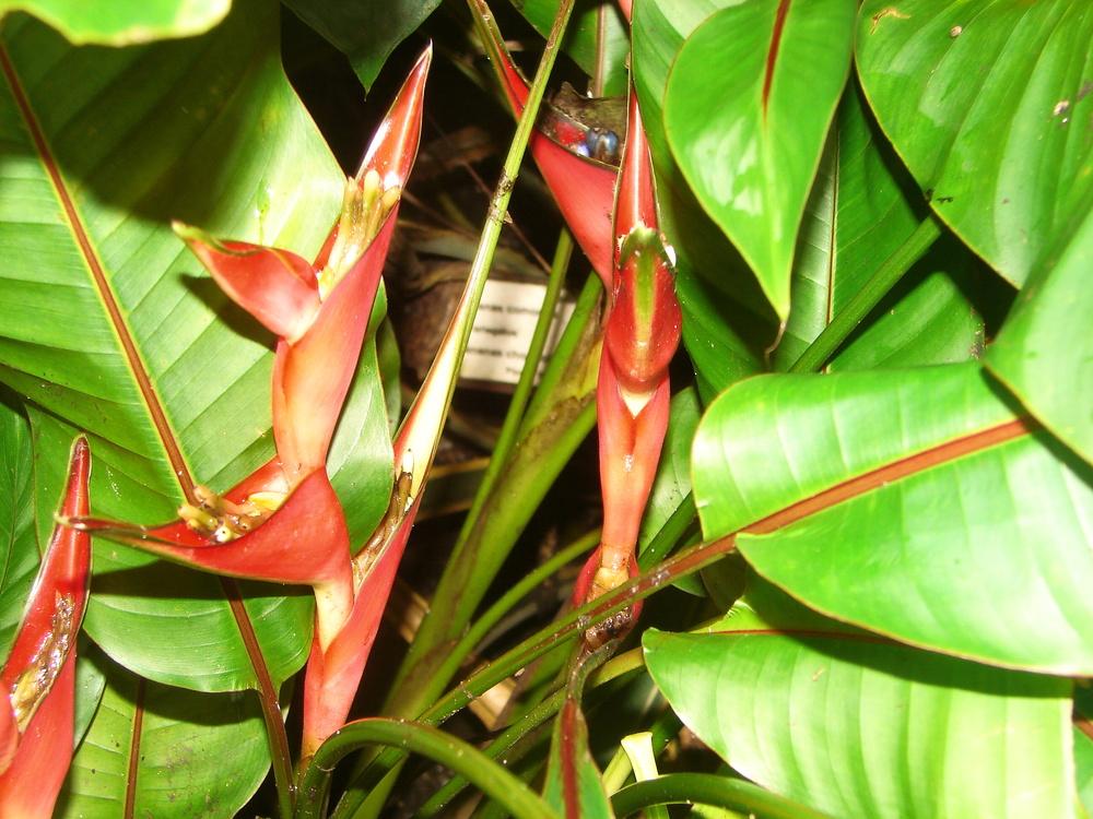 Photo of Macaw Flower (Heliconia bihai) uploaded by admin