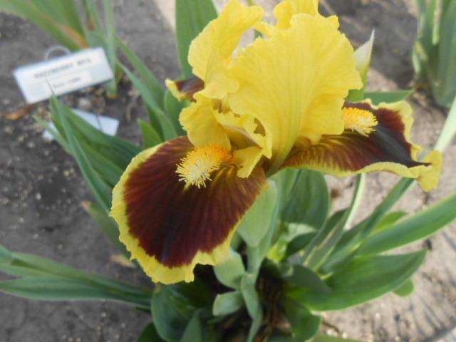 Photo of Standard Dwarf Bearded Iris (Iris 'Ultimate') uploaded by crowrita1