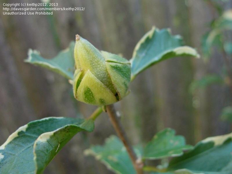Photo of Rose Of Sharon (Hibiscus syriacus Sugar Tip®) uploaded by keithp2012
