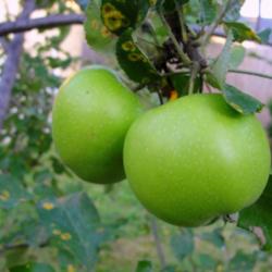 
Young apples still green