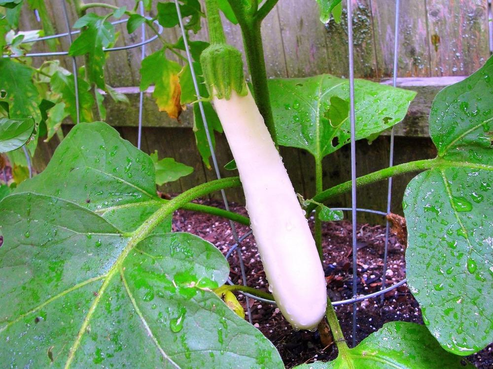 Photo of Eggplant (Solanum melongena 'Gretel') uploaded by keithp2012