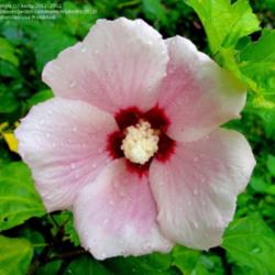 
Hybrid, white flower with red stripes crossed with pink flower, c