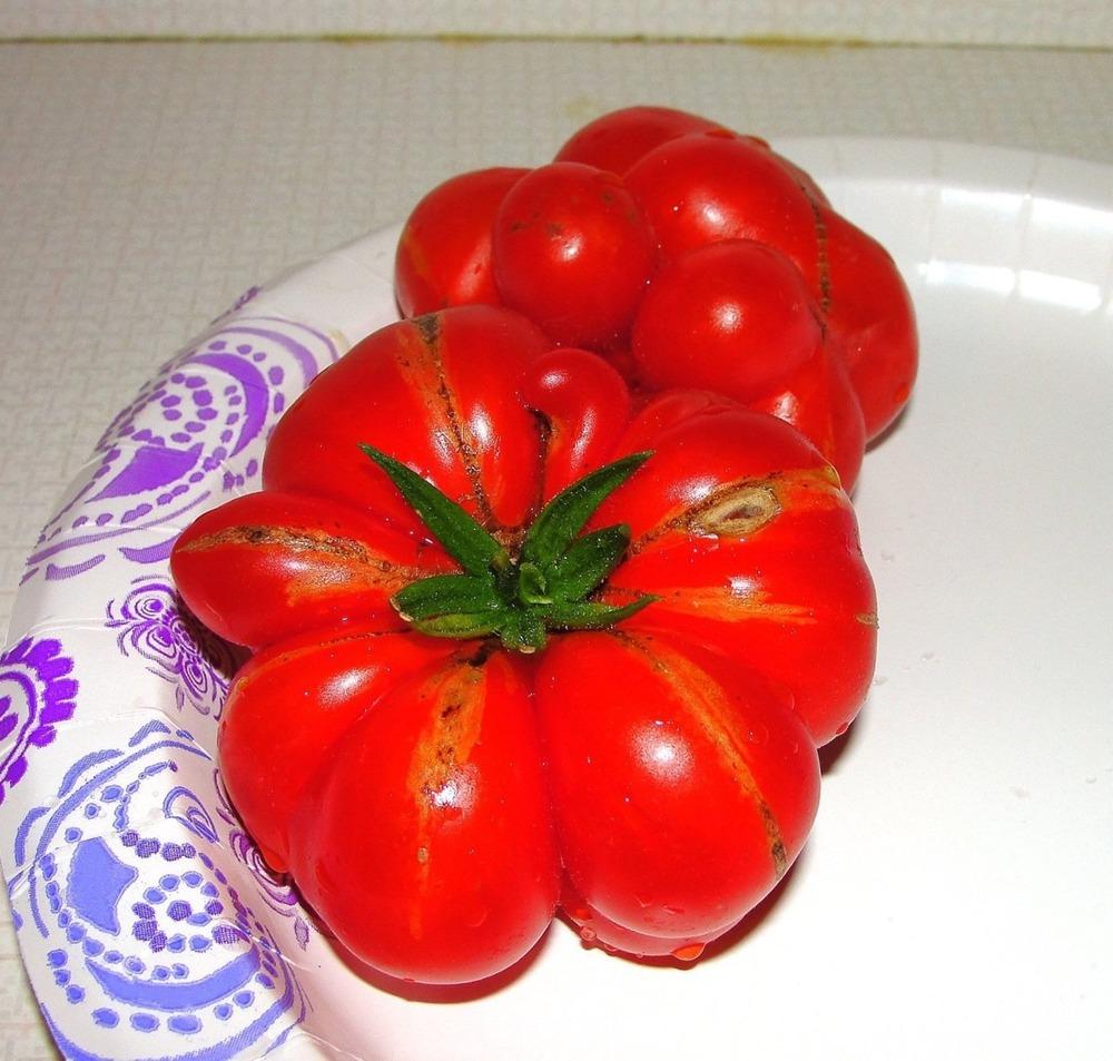 Photo of Tomato (Solanum lycopersicum 'Reisetomate') uploaded by keithp2012