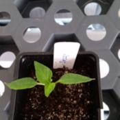 Seedling started on 1-7-15